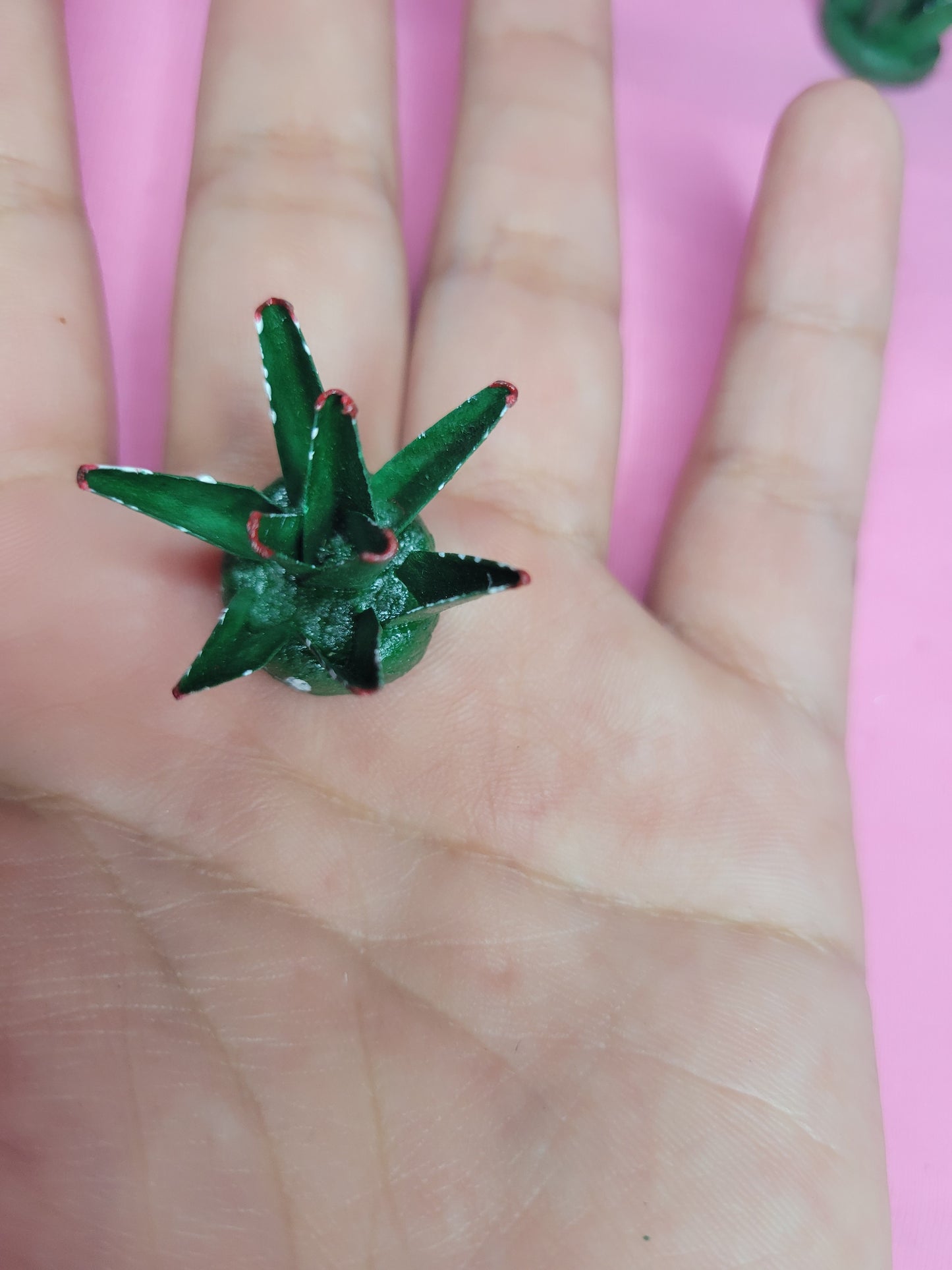 Mini maguey